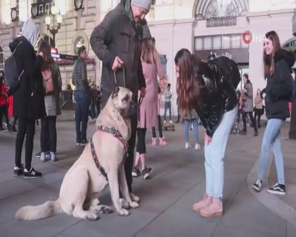 Türkiye’den getirilen çoban köpeği Londra’da büyük ilgi gördü
