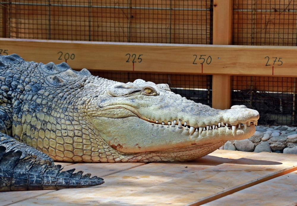 Türkiye’nin en büyüğü ‘Muhteşem Timi’ ziyaretçilerin ilgi odağı