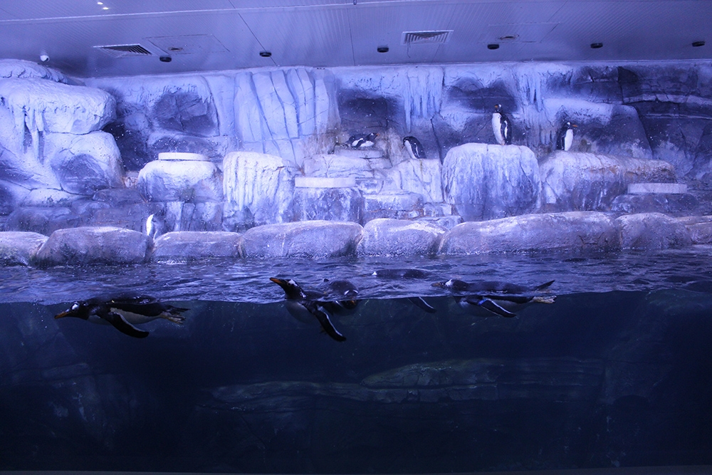 Türkiye’nin ilk bebek pengueni İstanbul Akvaryum’da dünyaya geldi