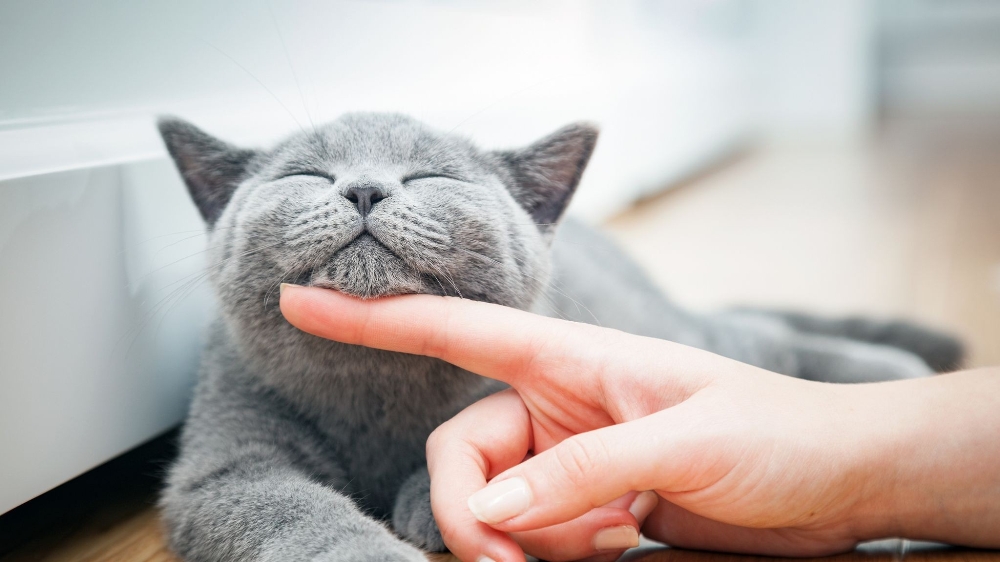 Türkiye’nin yüzde 19’u kedi sahibi