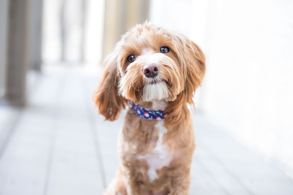 Türkiye’nin yüzde 6’sı köpek sahibi