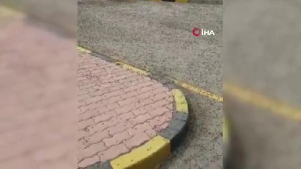 Umman’da karınca istilası