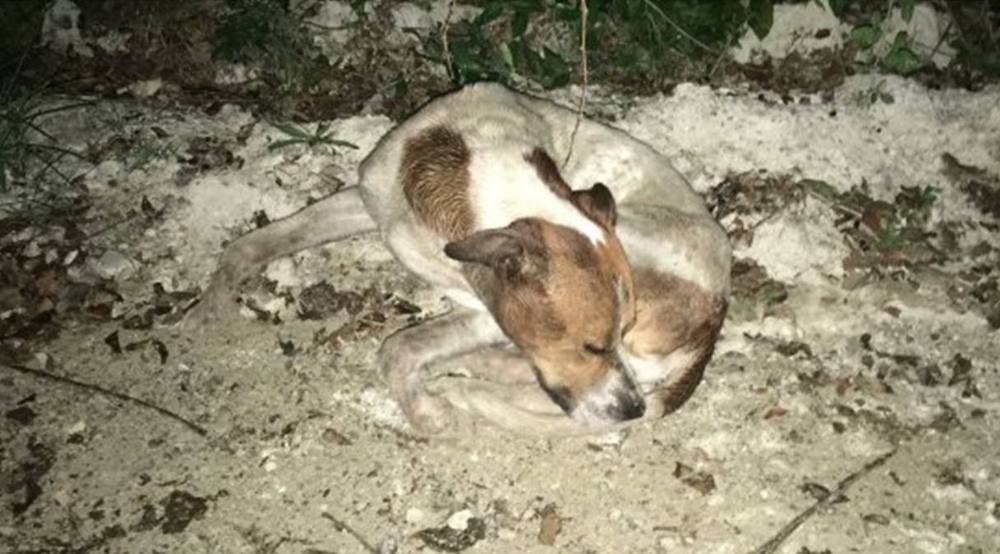 Uyuşturdukları köpekleri ormanlık alanda kaderlerine terk ettiler