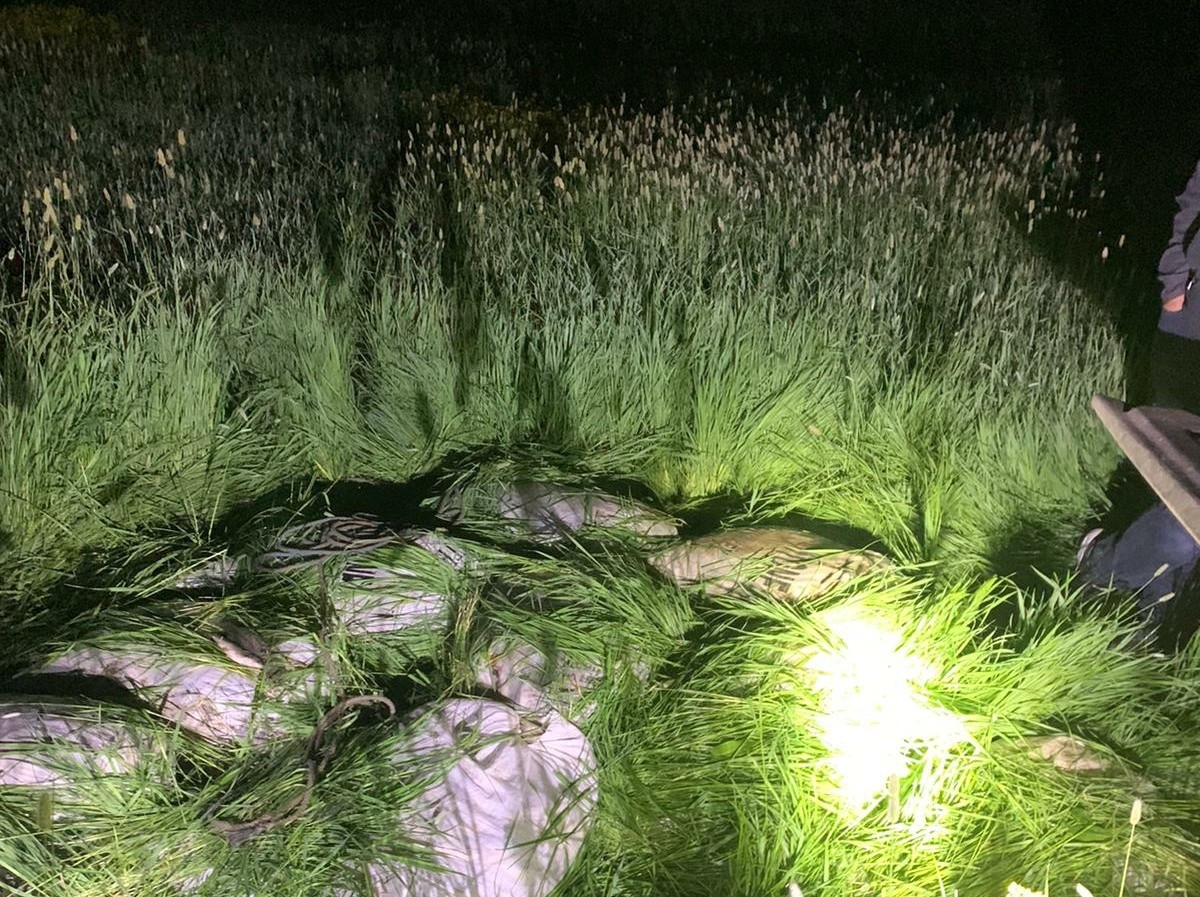 Van Gölü’nde 1.2 ton inci kefali ele geçirildi