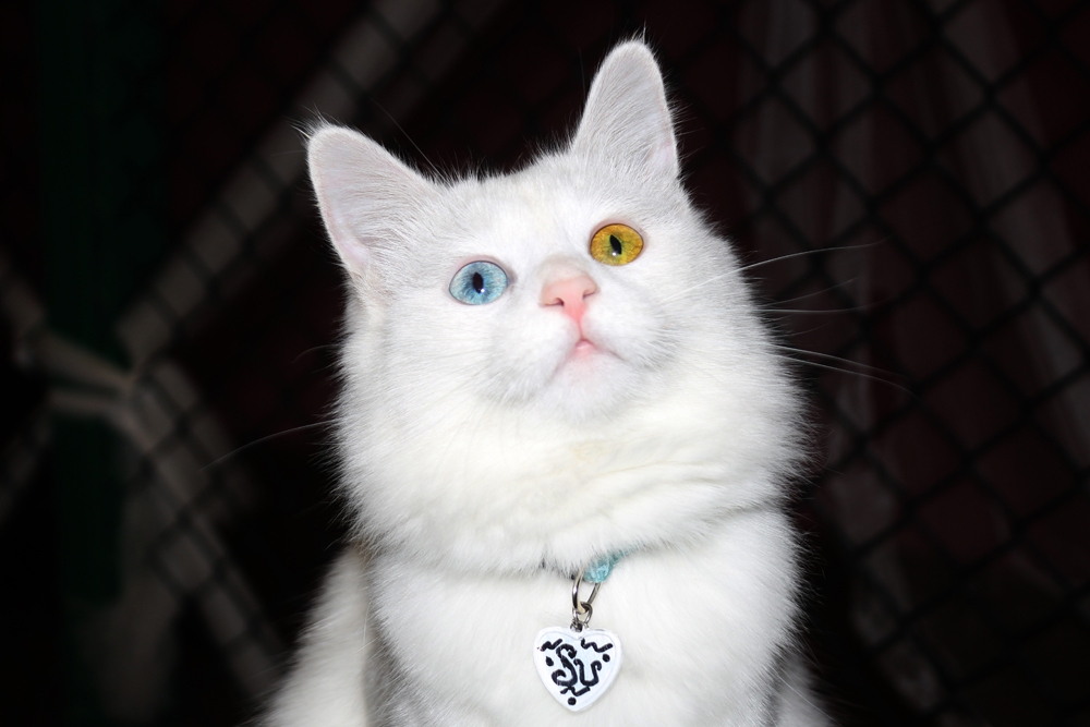 Van Kedilerinin Dünya Çapında Popülerliği Arttı