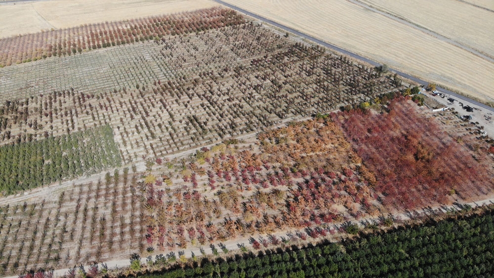 Vanda Sonbahar Güzelliği