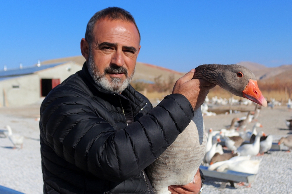 Vanda Yetiştirilen Kazlara İran Ve Kuzey Iraktan Talep