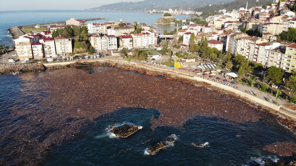 Vatandaş kışlık odununu topladı: Denizden neler çıktı neler