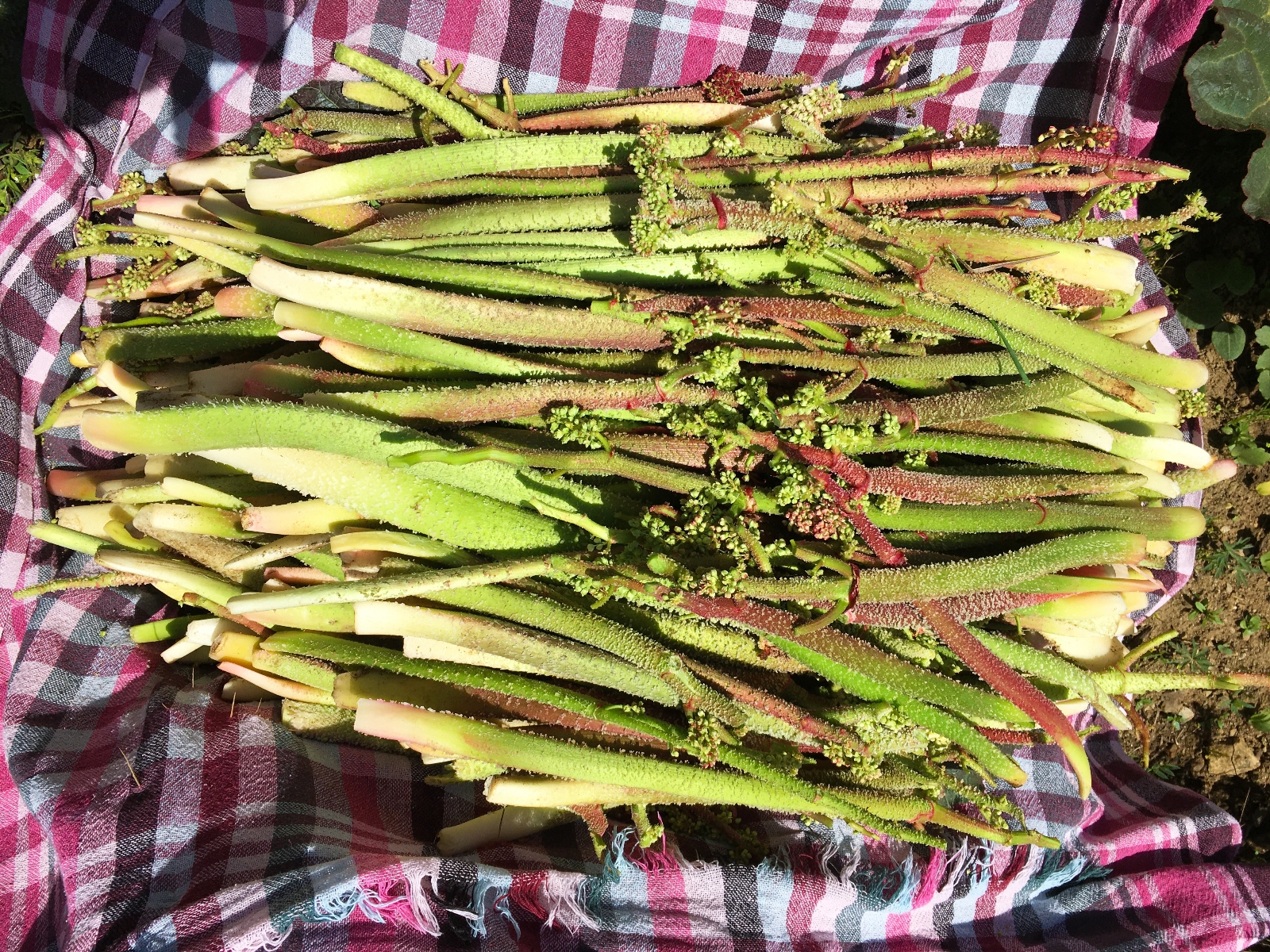 Vatandaşların “yayla muzu” mesaisi