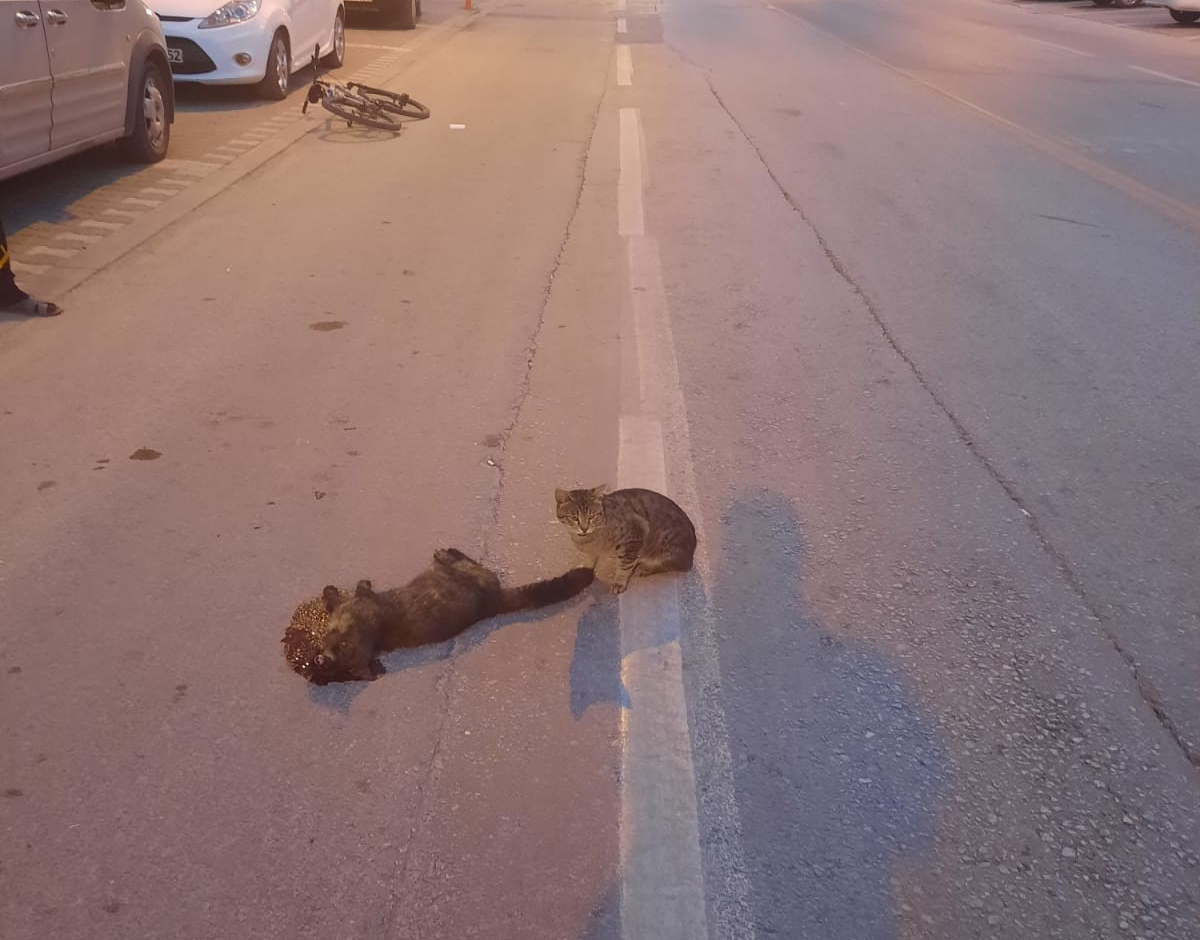 Vefalı kedi duygulandırdı