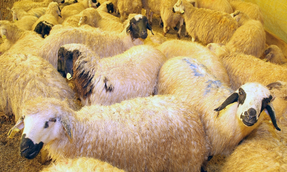 Vekaleten kurban kesim bedeli belli oldu