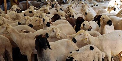 Vekaletle kurban kesim bedelleri açıklandı