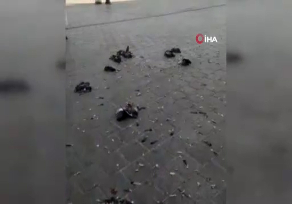 Vicdansız sürücü Eminönü’nde güvercinleri ezdi