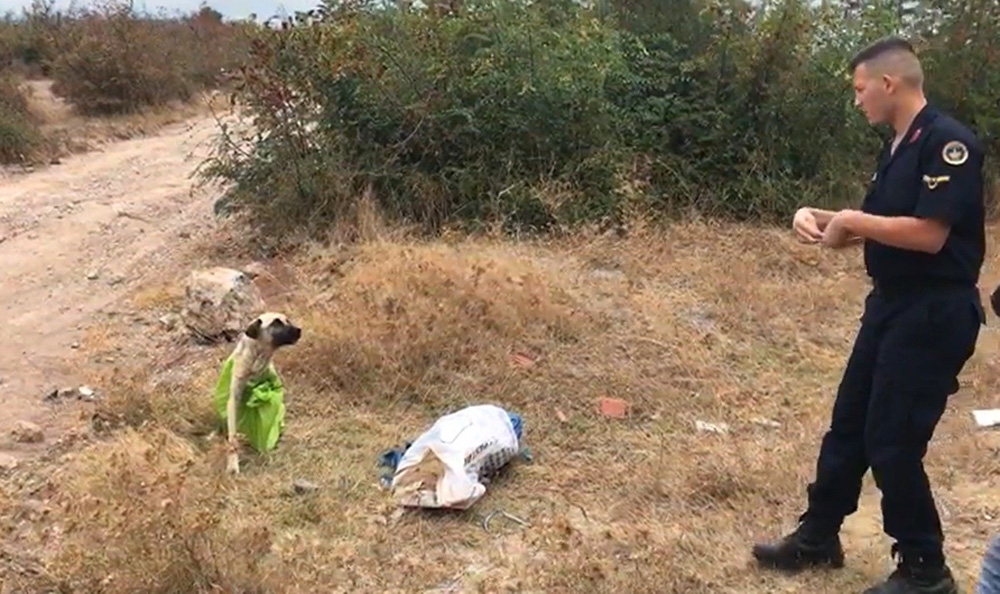 Vicdansızlar... Köpeği çuvala koyup ölüme terk ettiler
