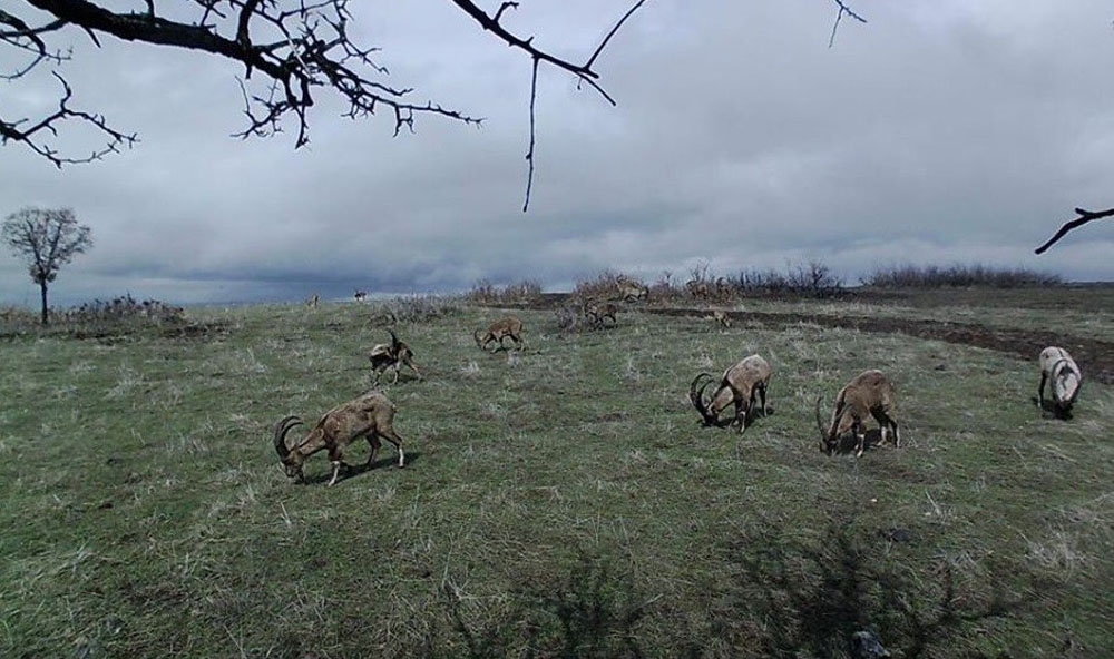 Yaban keçileri, foto kapanla görüntülendi