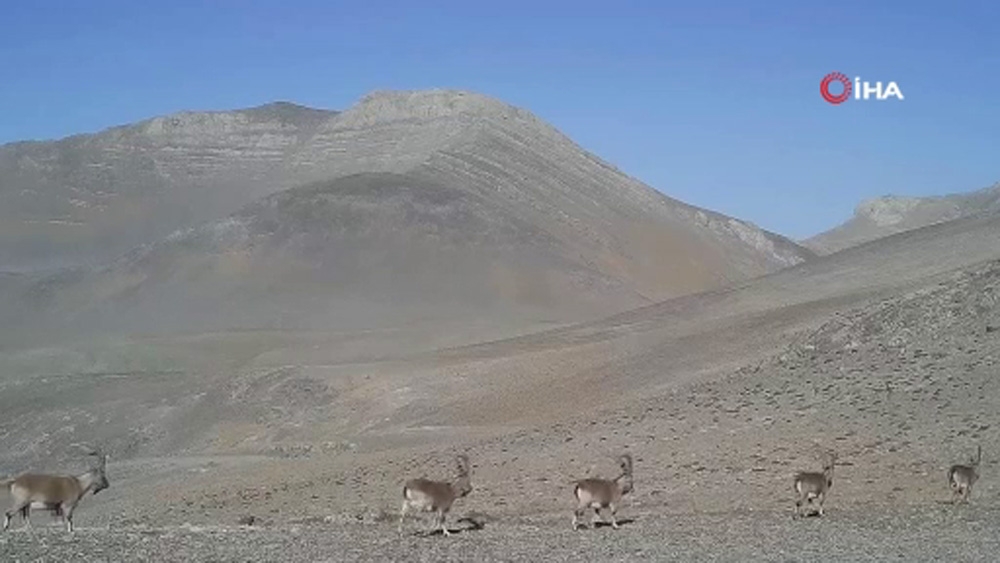 Yaban Keçilerinden Geçit Töreni