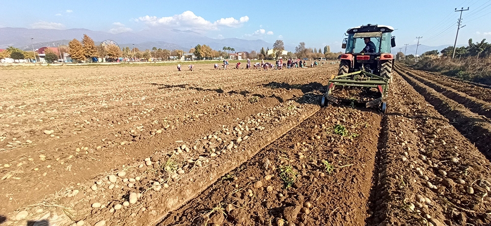 Yağışlı hava patates ekimlerini hızlandırdı