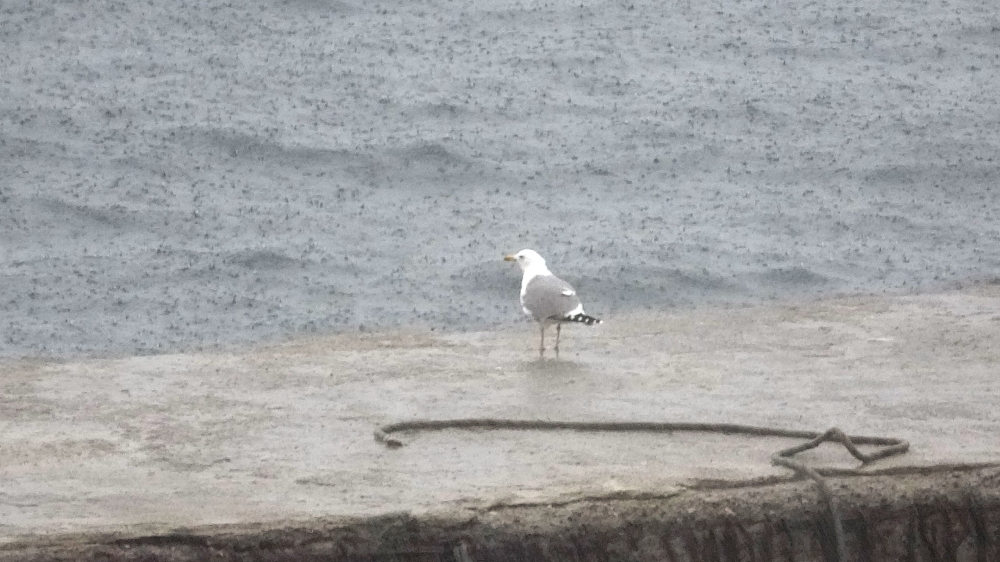 ‘Yağmur duasının’ ardından Çanakkale’de yağışlar etkili oldu
