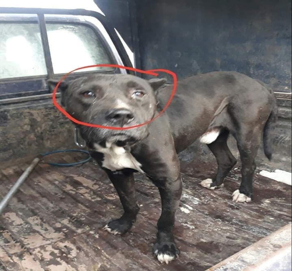 Yaralı Askerin Arkasından Gözyaşı Döken Köpek Duygulandırdı