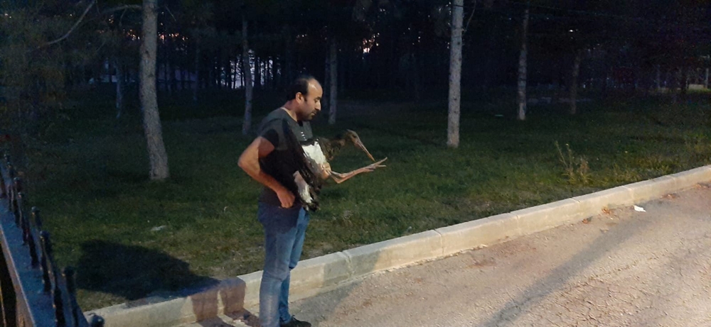 Yaralı Bulunan Kara Leylek Tedavi Altına Alındı