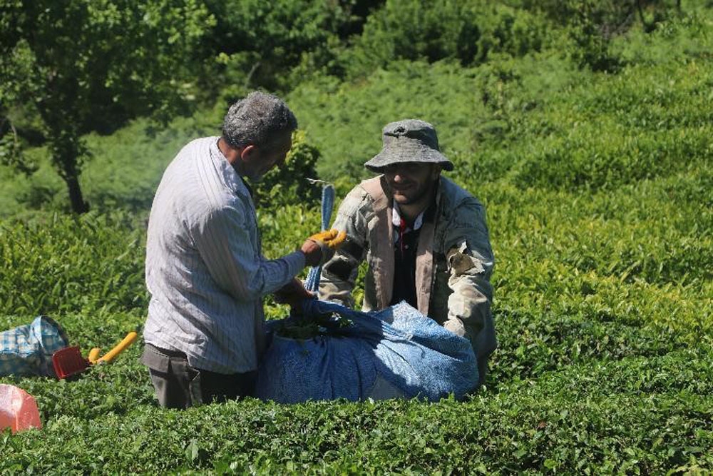 Yaş çay hasadı öncesinde uzmanlardan uyarı