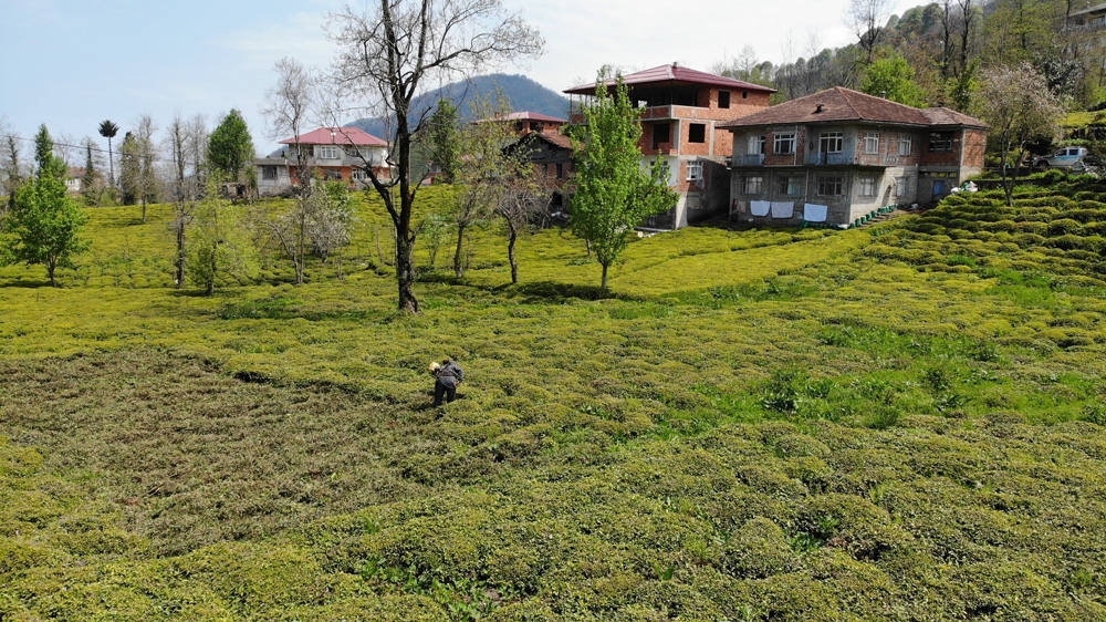 Yaş çay toplama sezonunun bir hafta içinde başlaması bekleniyor