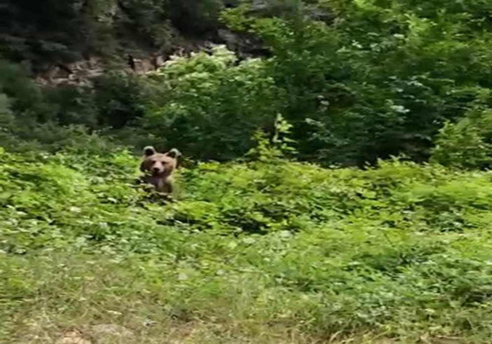 Yavru ayı telleri tırmanarak kaçtı