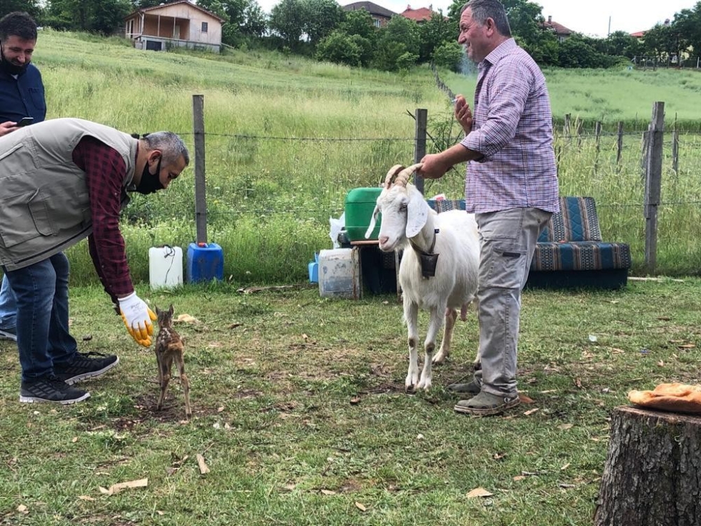 Yavru karaca, kendisini emziren keçiyi annesi olarak benimsedi