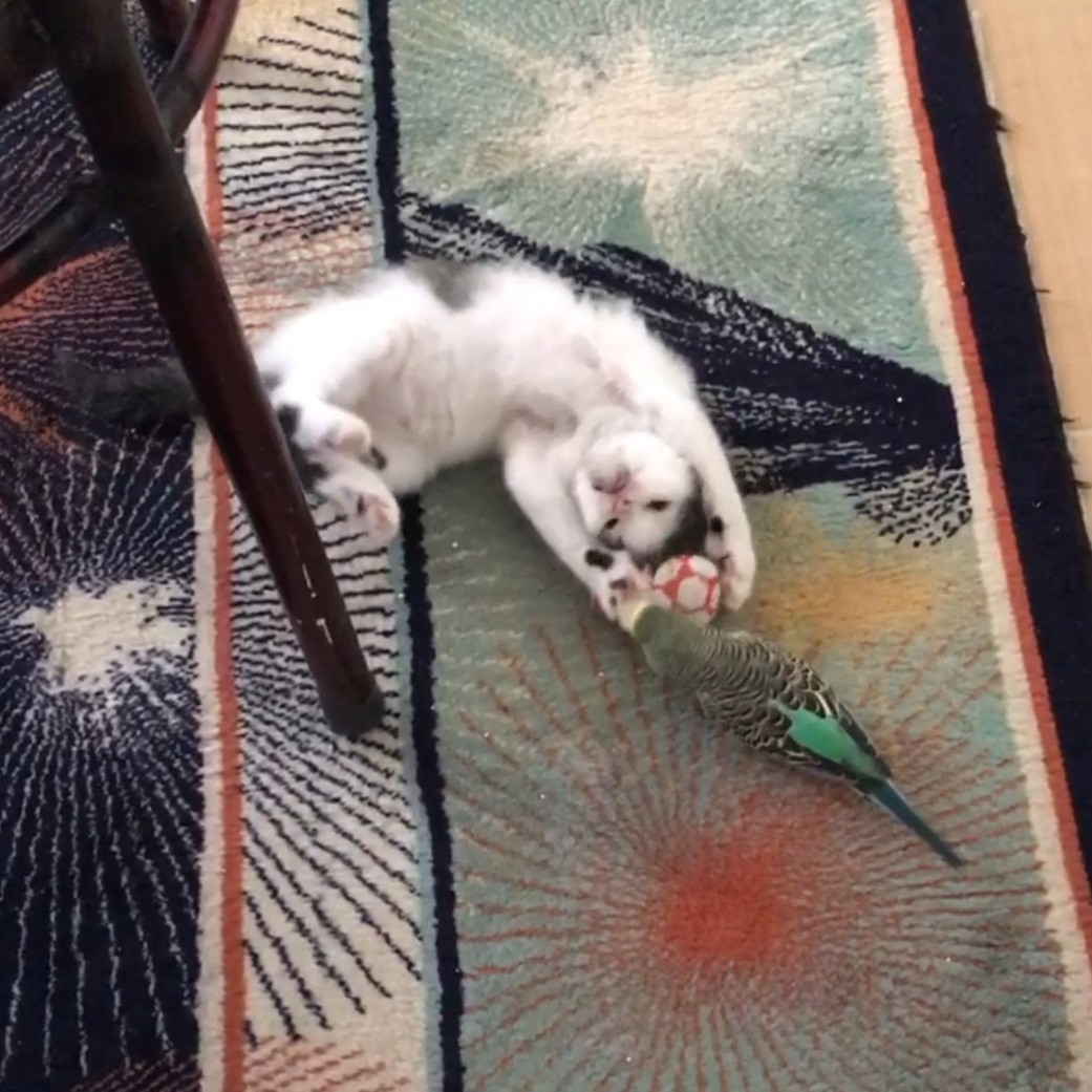 Yavru kedi ile muhabbet kuşunun dostluğu