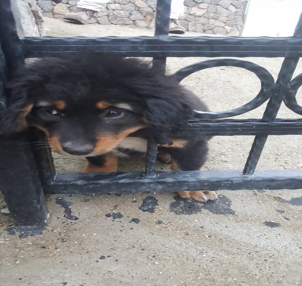 Yavru köpeğin yaramazlığı başına iş açtı