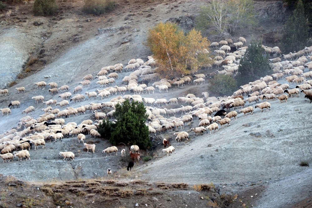 Yayla mesaisini tamamlayan Doğu Anadolu’daki göçerler dönüş yolunda