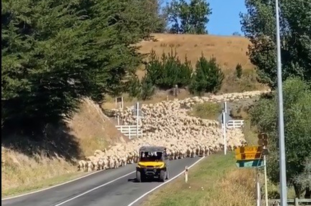 Yeni Zelanda’da 3 bin kuzu köprüyü trafiğe kapattı