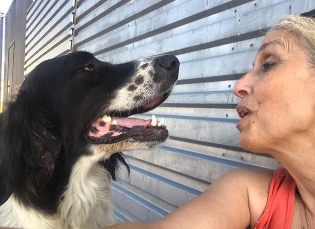 Yerel Hayvan Koruma Görevlisi Sokak Köpeği Davasında Beraat Etti