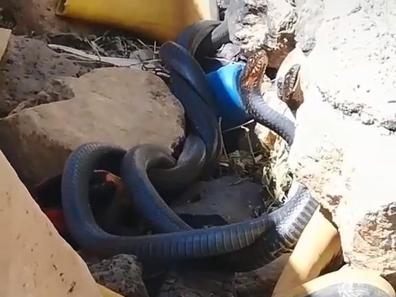 Yılanların dansını izlerken panik yaşadılar