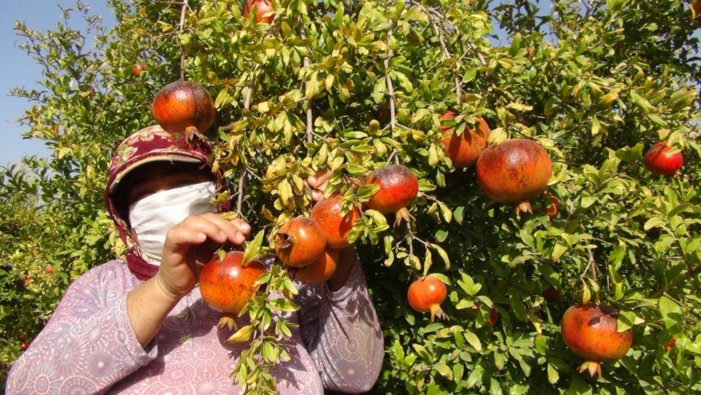 Yılın son hicaz narı hasadı