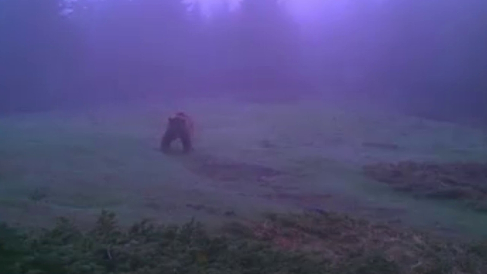 Yırtıcı hayvanlar foto kapanlarla görüntülendi