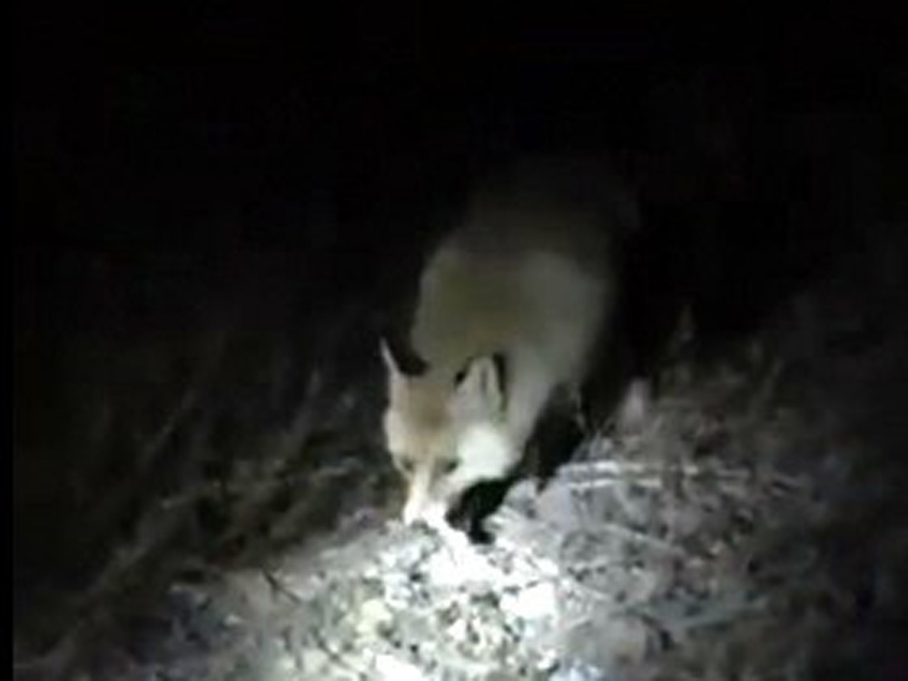 Yola Çıkan Tilkiyi Vatandaşlar Besledi