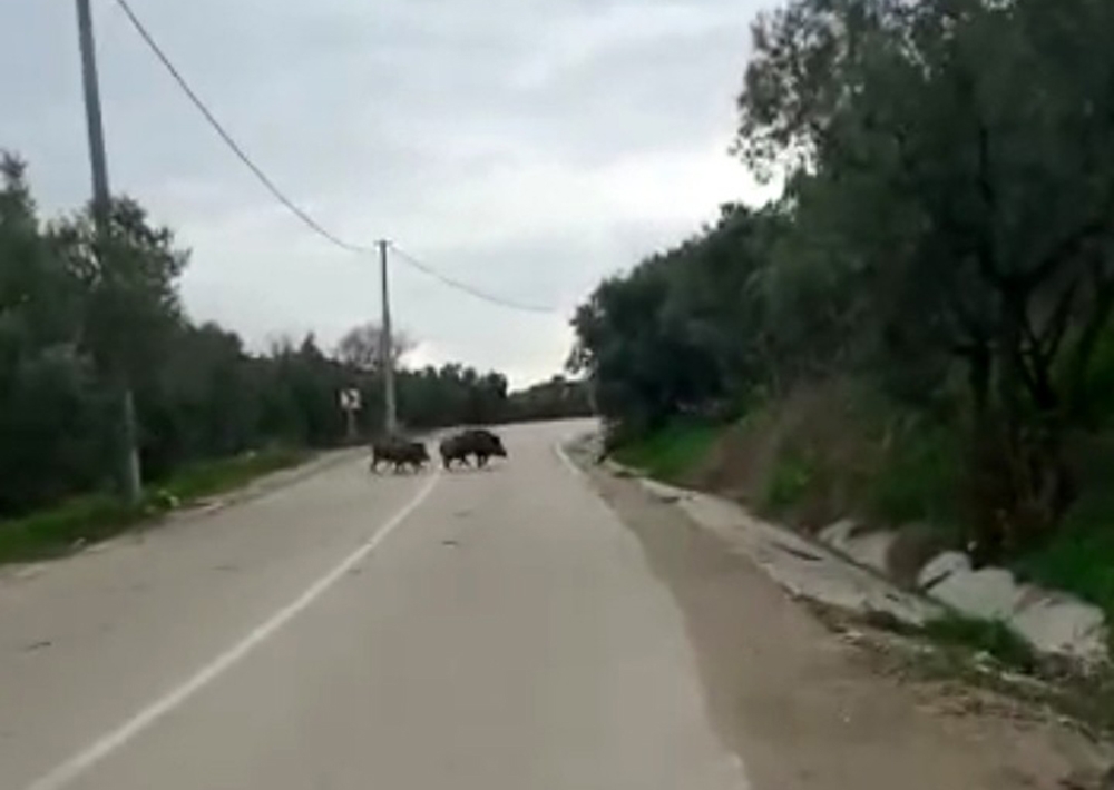 Yolda biranda karşılarına domuz sürüsü çıktı