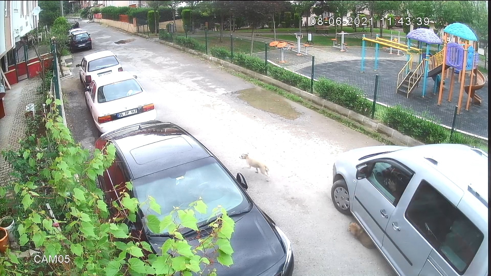 Yolda oynayan yavru köpeği ezip yoluna devam etti
