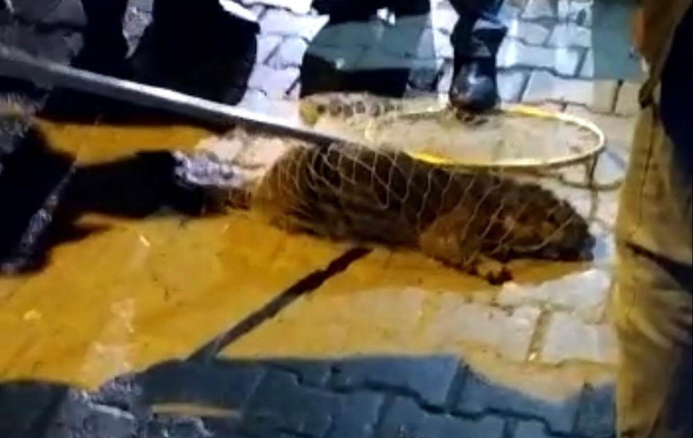Yolunu Şaşırıp Şehre İndi, Görenler Şaşkına Döndü