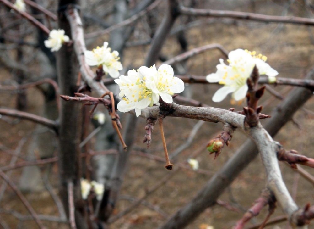Yozgatta Erik Ağacı Çiçek Açtı