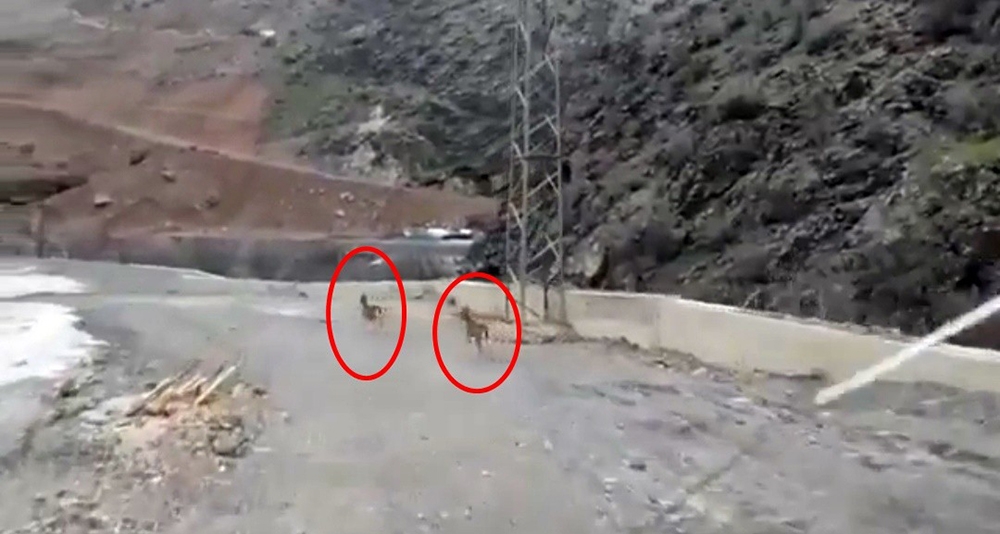 Yüksekova’da dağ keçileri görüntülendi