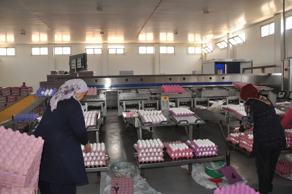 Yumurta tavuk fiyatlarını geçti