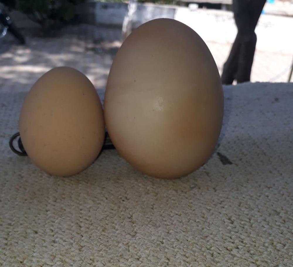 Yumurtanın içinden yumurta çıktı, vatandaş şaştı kaldı