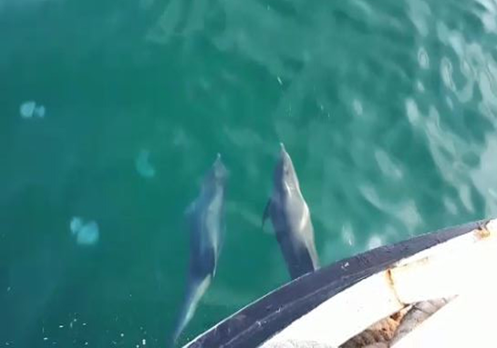 Yunuslar Balıkçılarla Yarıştı