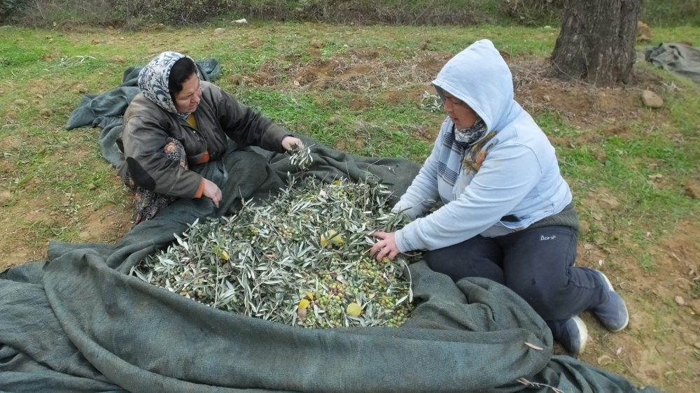 Zeytin hasadı on binlerce vatandaşı iş sahibi yaptı